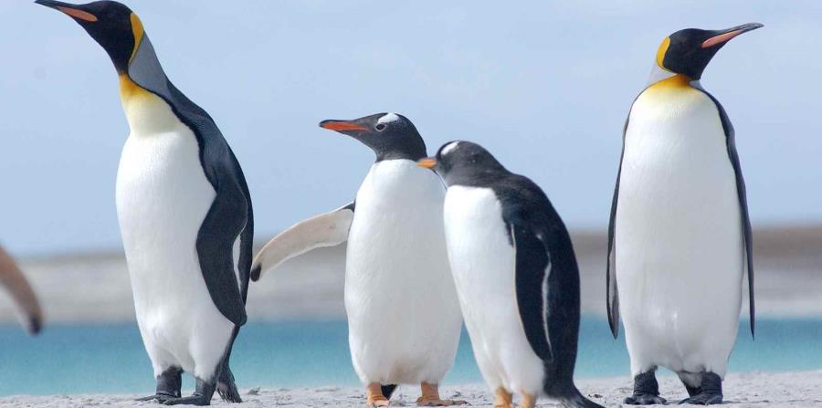 La participación privada en la conservación de los espacios y la protección de la naturaleza es habitual en Tierra del Fuego. (horizontal-x3)