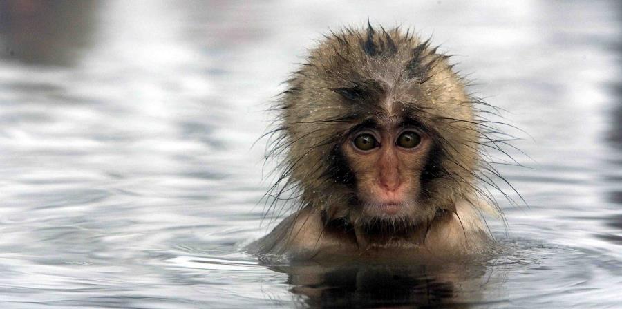 Una cría de macaco se baña en las aguas termales de uno de los balnearios, conocidos como