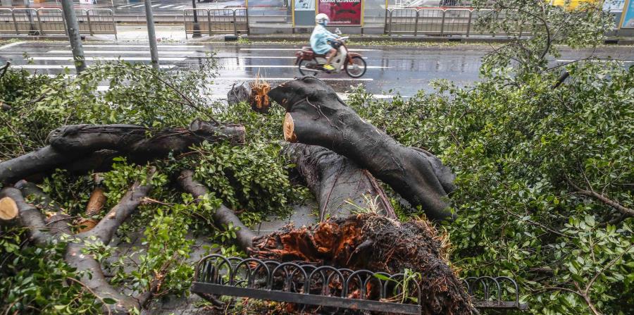 Transeúntes caminan junto a un árbol caído después del paso del tifón María en Taipei, Taiwán, (horizontal-x3)