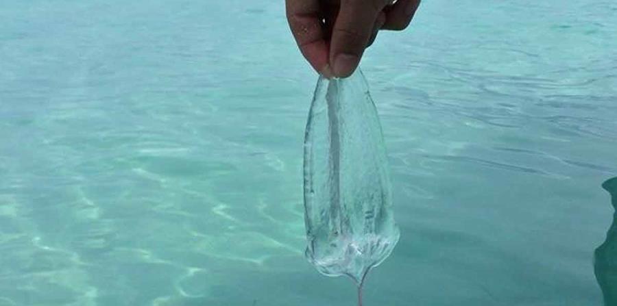 Desde el pasado 9 de junio comenzaron a detectarse las medusas en el agua. (GFR Media) (horizontal-x3)