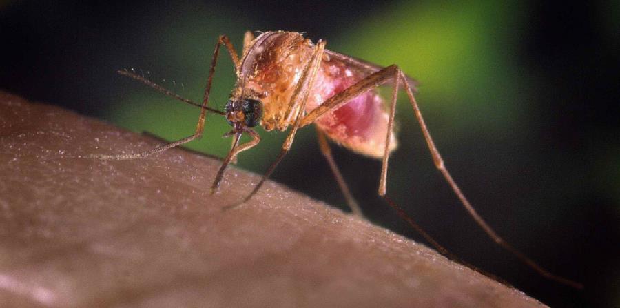 El mosquito transmite el virus del Nilo. (GFR Media) (horizontal-x3)