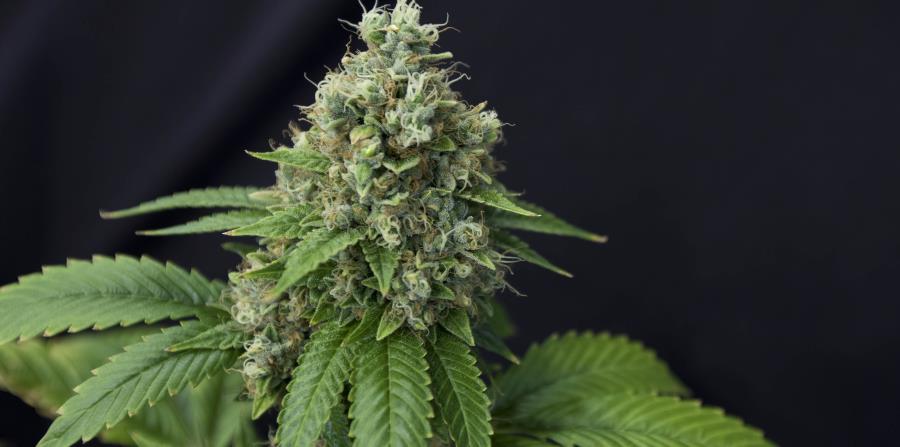 Una empresa estadounidense cultivará cannabis medicinal en Transilvania (horizontal-x3)
