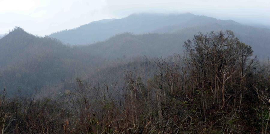 Como muchas áreas. las montañas de Jayuya quedaron devastadas por la furia de María. (horizontal-x3)