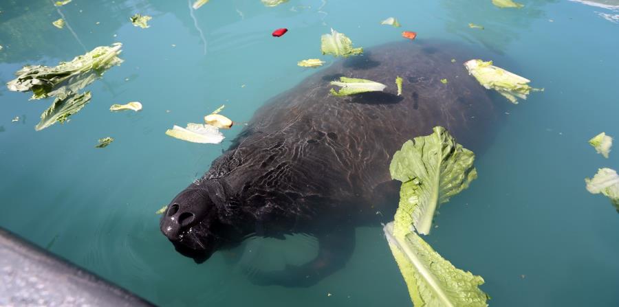 El manatí Aramaná se alimenta con lechuga. (GFR Media) (horizontal-x3)