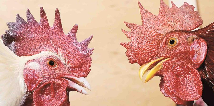 Las peleas de gallos son ilegales en los estados de EE.UU. (horizontal-x3)