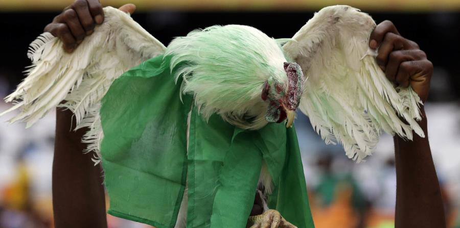 En esta imagen del 10 de febrero de 2013, un aficionado nigeriano sostiene una gallina viva decorada con los colores de la bandera de Nigeria antes del duelo de la Copa Africana de Naciones (horizontal-x3)