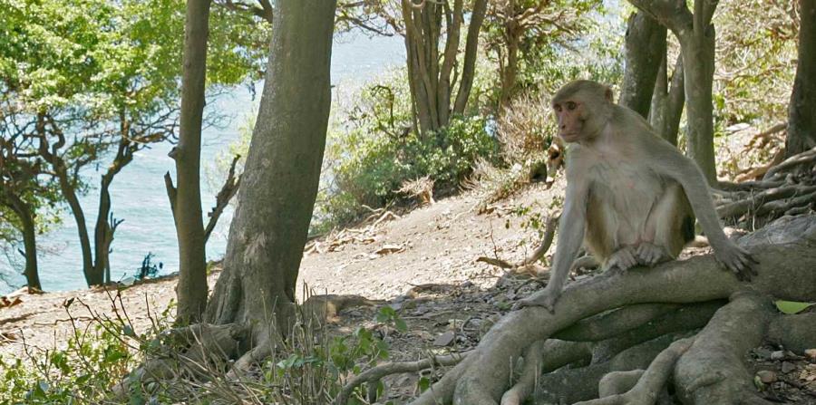 Aún con los vientos sostenidos de 155 millas por hora que cargó María y con ella una marejada ciclónica, ninguno de los 1,766 primates que residen en Cayo Santiago murió, aseguró Angelina Ruiz. (horizontal-x3)