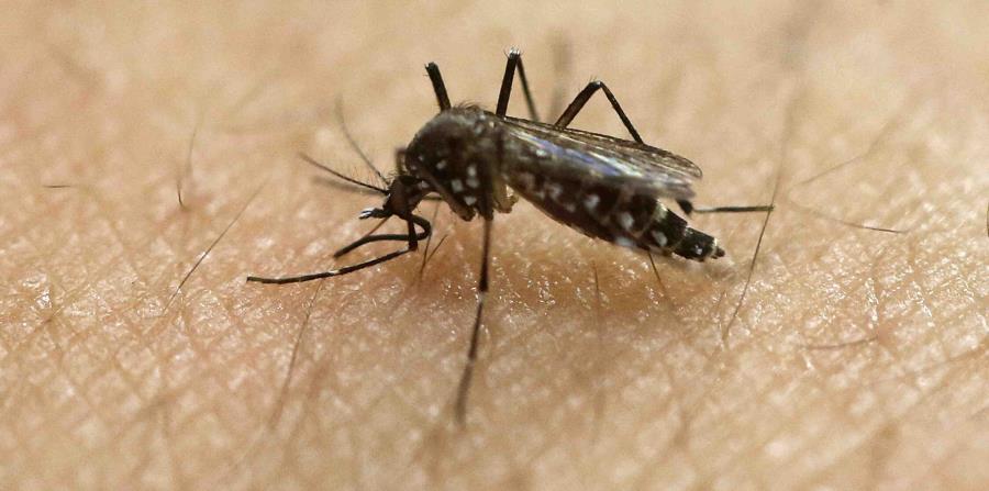 mosquito del zika (horizontal-x3)