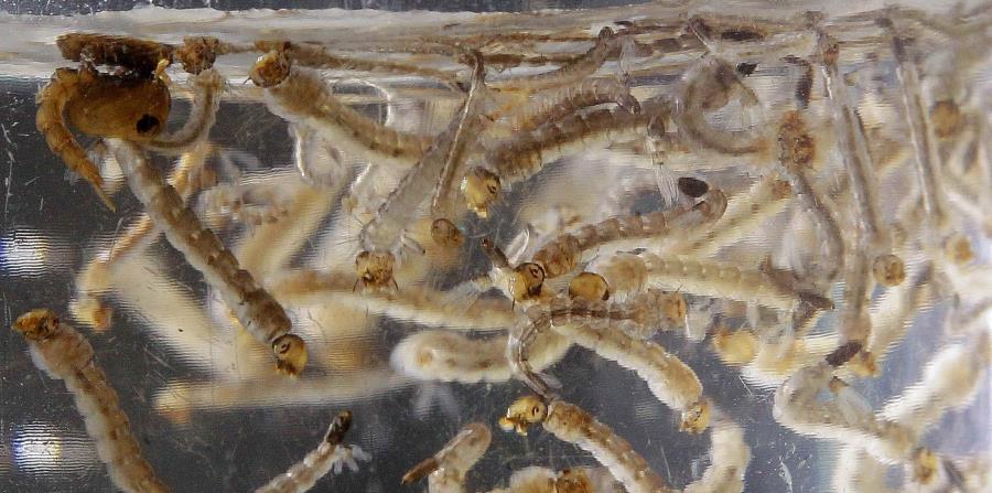 Larva Aedes aegypti (horizontal-x3)