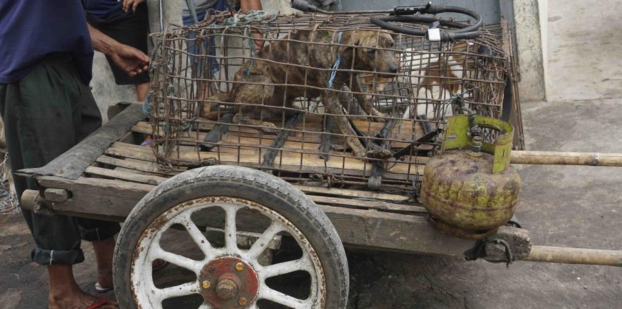 Estrellas piden a Indonesia que vete la venta de carne de perro (horizontal-x3)