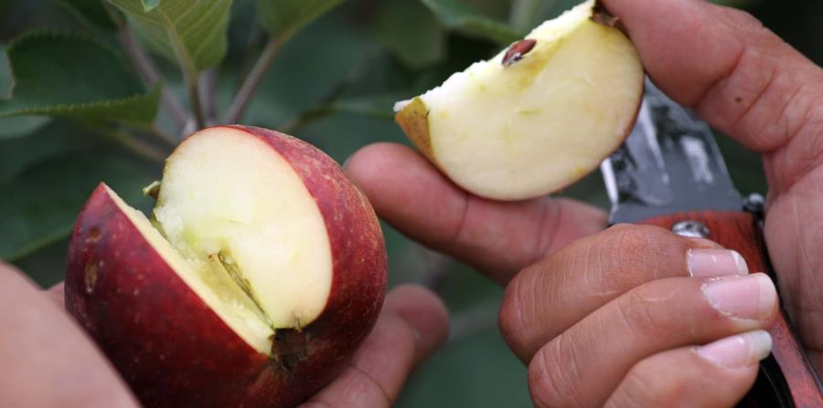 Este alimento contiene fructosa (el azúcar de la fruta) vitaminas E y C, fibra, potasio y magnesio, entre otros. (horizontal-x3)