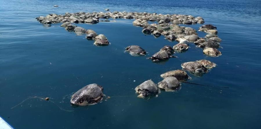 México: más de 300 tortugas marinas mueren atrapadas en una red (horizontal-x3)