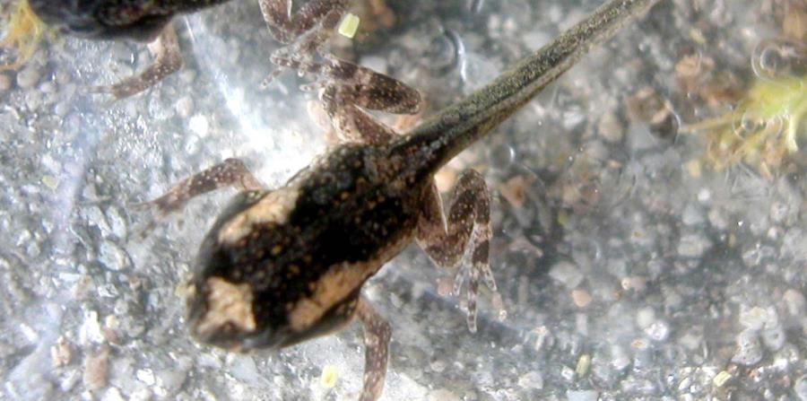 renacuajo de sapo concho (horizontal-x3)