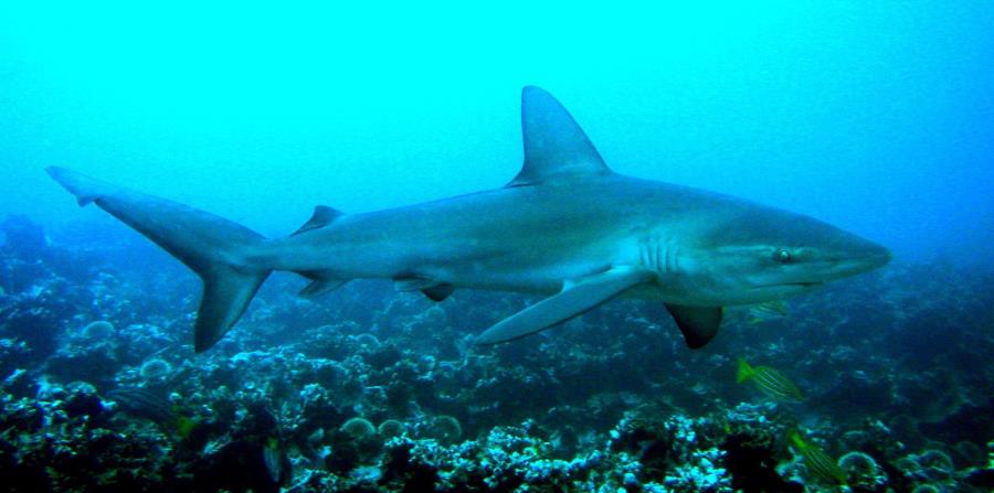 Un joven de 18 años muere al ser atacado por un tiburón en Brasil (horizontal-x3)