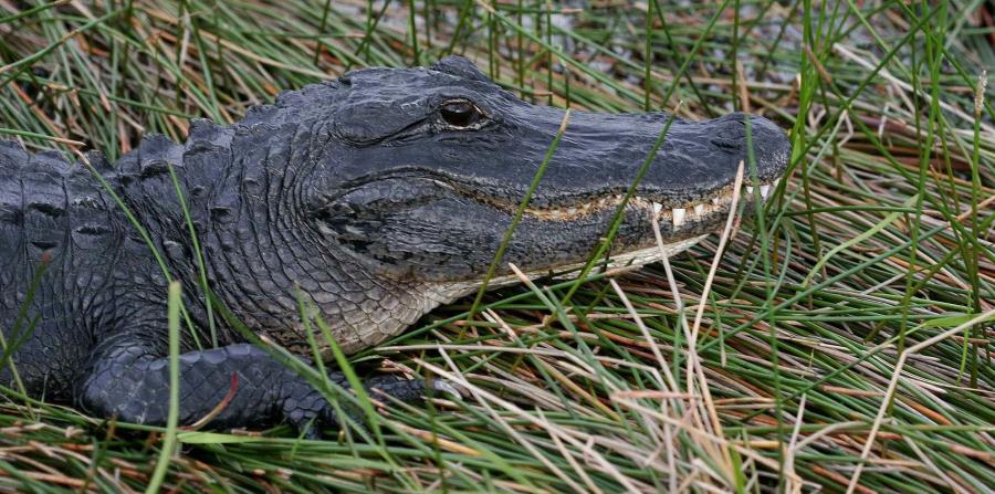 El ataque del caimán se prdujo en un lago de Silver Lakes Rotary Nature Park (horizontal-x3)