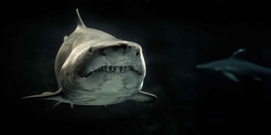 Unas 60 especies de tiburones existen en Florida. (horizontal-x3)