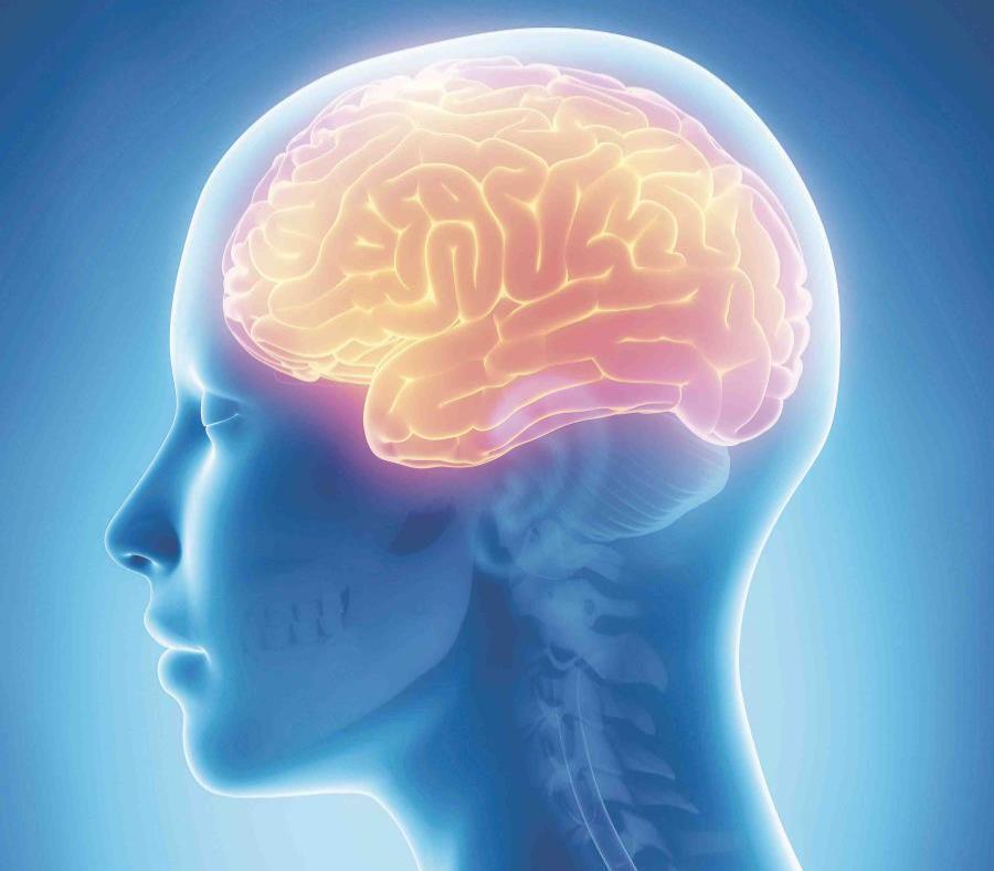 ¿Cuándo acaba de desarrollarse el cerebro? | El Nuevo Día