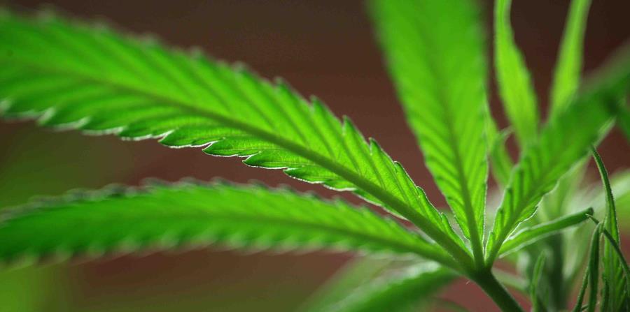 En Estonia el uso de cannabis es ilegal (horizontal-x3)