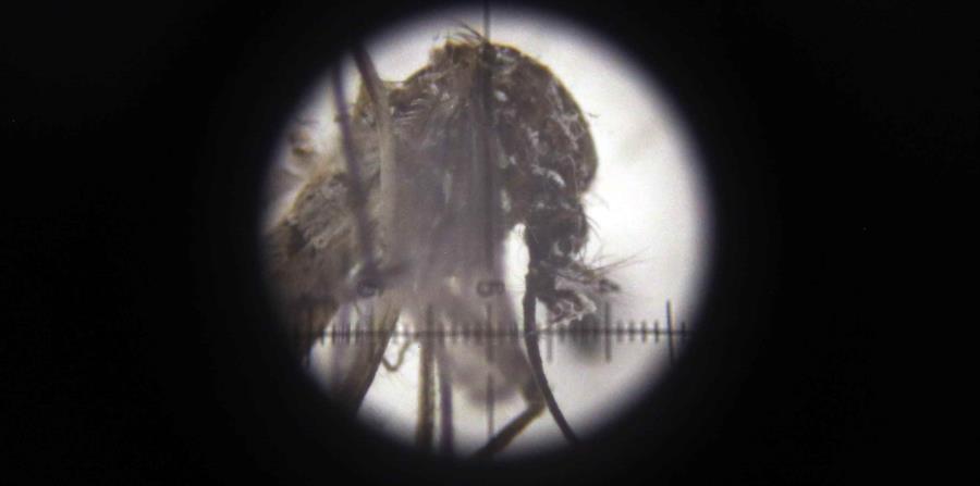 zika (horizontal-x3)