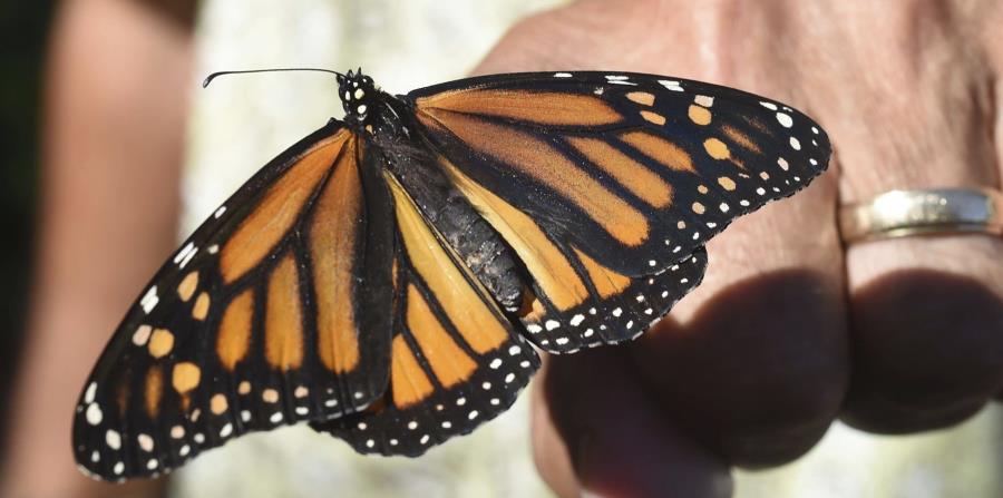 un recuento de mariposas para ayudar a los expertos a evaluar el estado de la vida silvestre. (AP) (horizontal-x3)