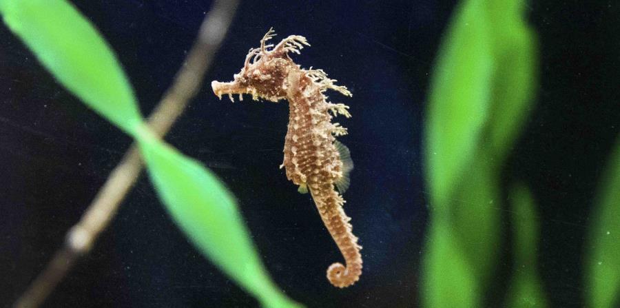 El acuario espera que Frito se recupere para que puedan regresarla al Golfo de México. (AP) (horizontal-x3)