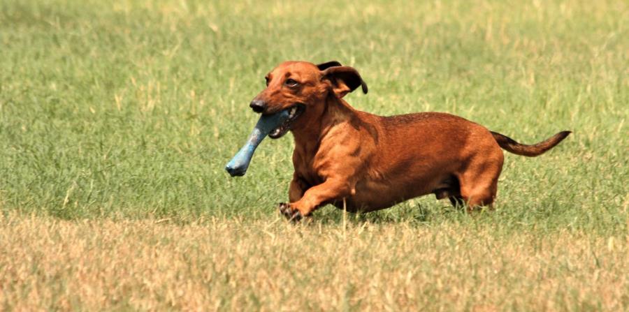 Los perros pesaban menos de 39 libras y pertenecían a un vecino de la víctima. (horizontal-x3)