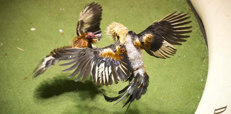 Imagen de una pelea de gallos. (GFR Media) (horizontal-x3)