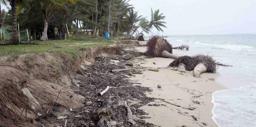Varias palmas sucumbieron ante la erosión en la costa (horizontal-x3)