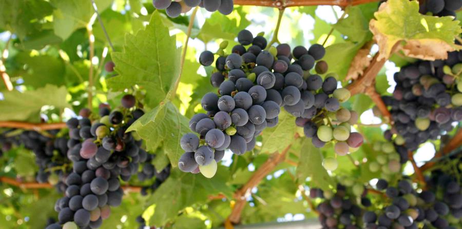 Uvas de Dingac, Croacia
