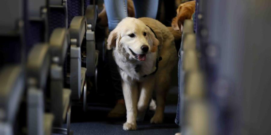 Un perro de servicio dentro de un avión en el aeropuerto internacional de Newark. (horizontal-x3)