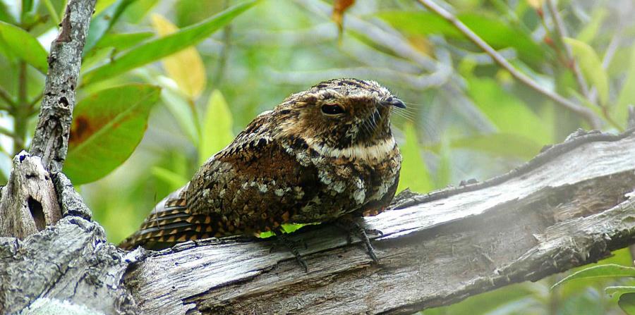 El guabairo de Puerto Rico está en la lista de “Animales Amenazados y en Peligro de Extinción en el Caribe” del Servicio de Pesca y Vida Silvestre (USFWS). (GFR (horizontal-x3)