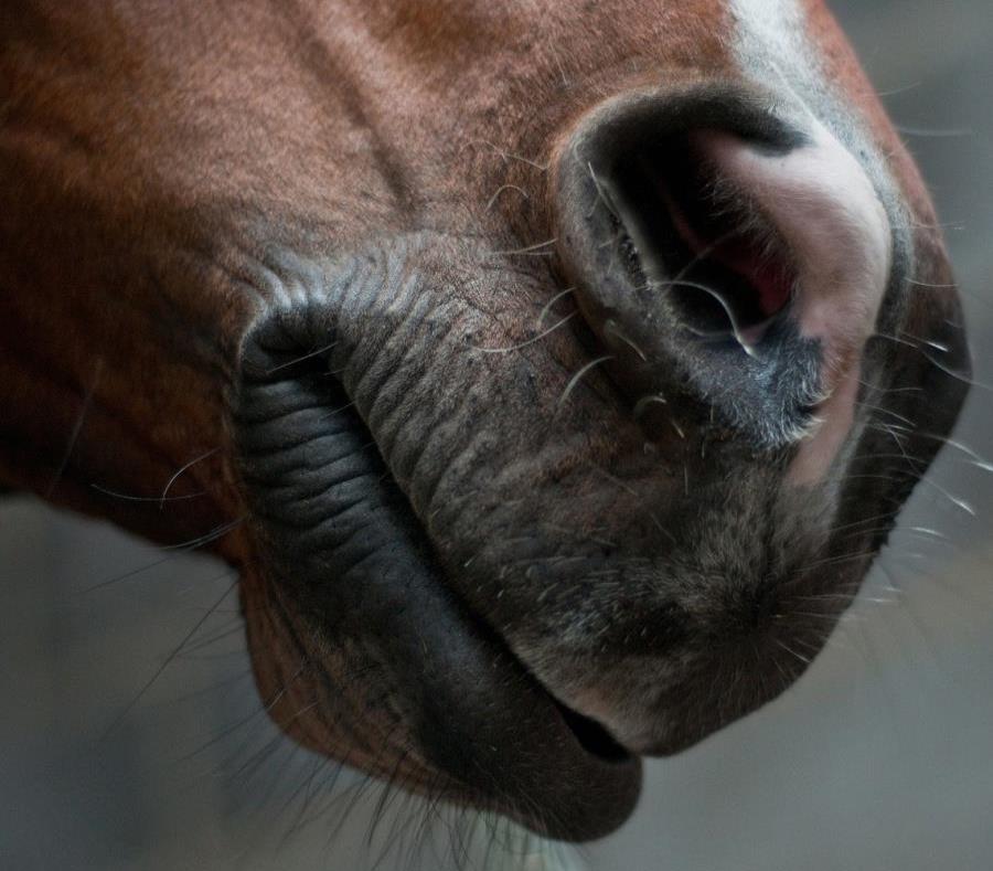 El caballo murió en la escena (semisquare-x3)