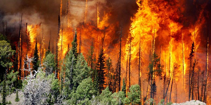 Resultado de imagen para incendio forestal