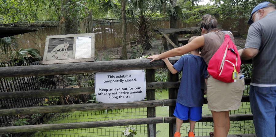 Visitors look at the fox exhibit at the Audubon Zoo in New Orleans, Monday, July 16, 2018. The death of a wounded fox, Rusty, brings to nine the number of animals that have died as the result of the weekend escape of a jaguar from its enclosure at the zoo (horizontal-x3)