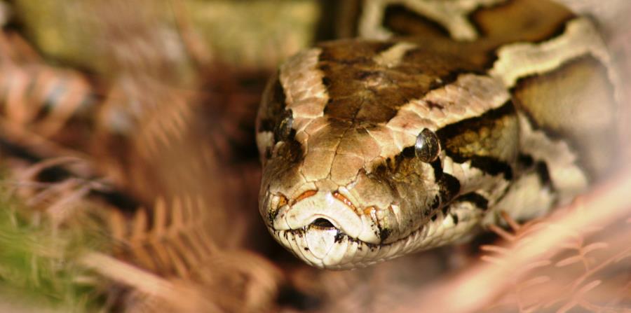Una serpiente pitón Birmana (horizontal-x3)