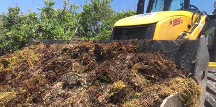 Recursos Naturales y municipio Fajardo limpian sargazo en Las Croabas (horizontal-x3)