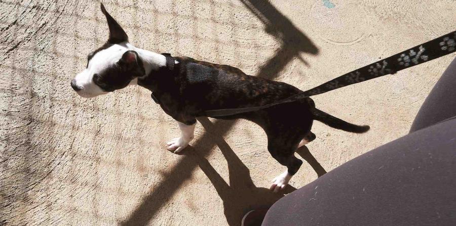 Una mordida de perro le costará a su dueña casi $20,000 (horizontal-x3)