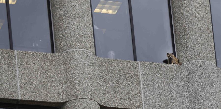 Un mapache se ve varado en la cornisa de una oficina en la torre de oficinas UBS Plaza en St. Paul, Minnesota. (horizontal-x3)