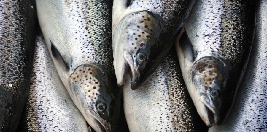 Salmones del Atlántico de criaderos mientras son colocados en un bote pesquero en Eastport, Maine. (horizontal-x3)