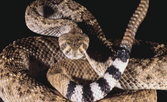 Según la Comisión para la Conservación de la Pesca y la Fauna, en verano es cuando más se registran casos de mordidas porque las serpientes salen a tomar sol. (GFR Media) (horizontal-x3)