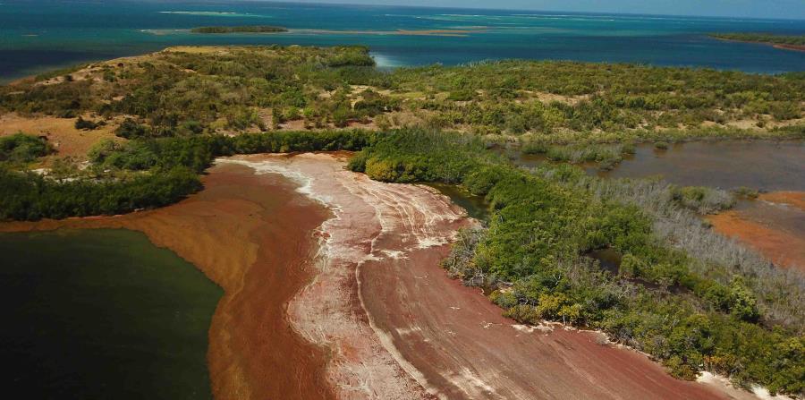 Son dos las especies de sargazo que forman la llamada marea dorada: Sargassum natans y Sargassum fluitans. (horizontal-x3)