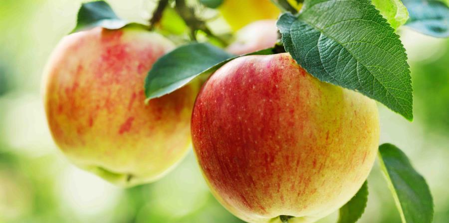 Manzanas