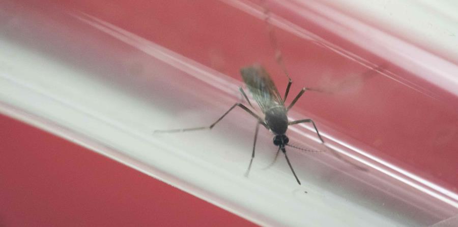 virus del zika (horizontal-x3)