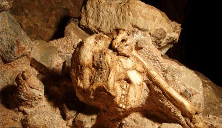 Hallan esqueleto humano de hace 3.6 millones de años (horizontal-x3)