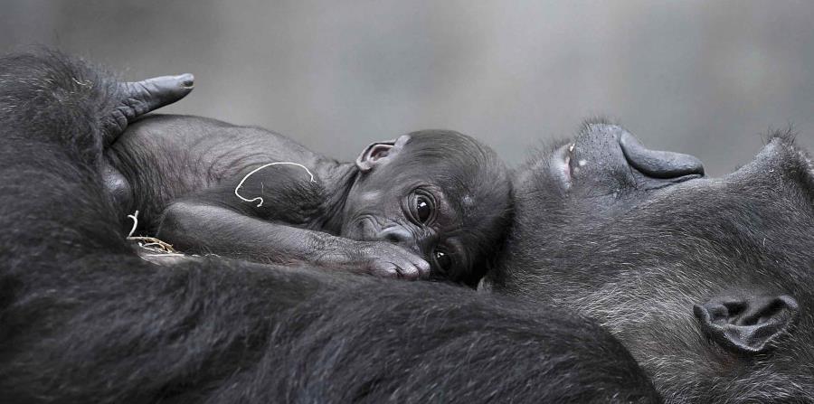 El Zoológico de Brookfield informó el jueves que un donante eligió el nombre del gorila occidental de tierras bajas que nació el 1 de junio. (horizontal-x3)