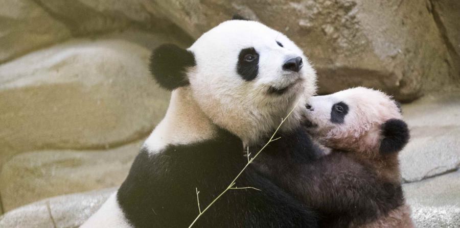 El bebé panda, Yuan Meng, junto a su madre (horizontal-x3)