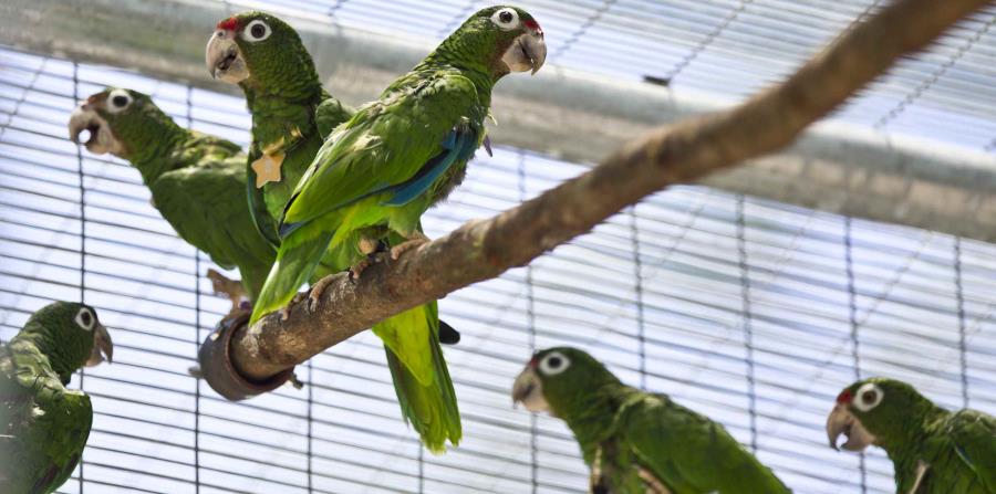El DRNA traslado 25 cotorras puertorriqueñas al Bosque estatal de Maricao (horizontal-x3)
