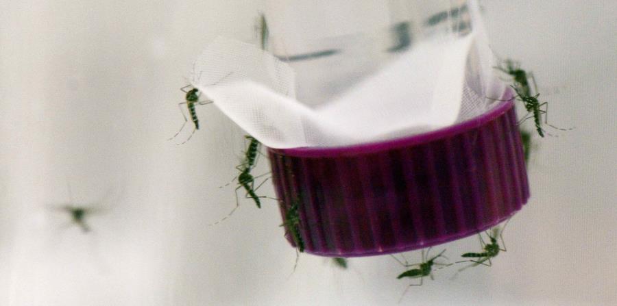 Zika (horizontal-x3)