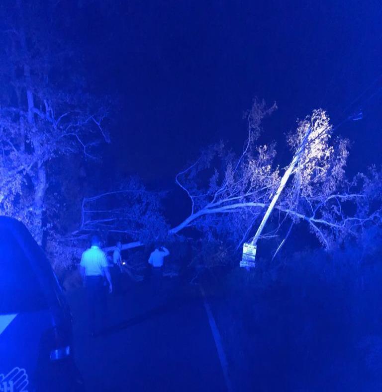 Personal de Manejo de Emergencias se encargo de remover el árbol. (Suministrada / Policía) (semisquare-x3)