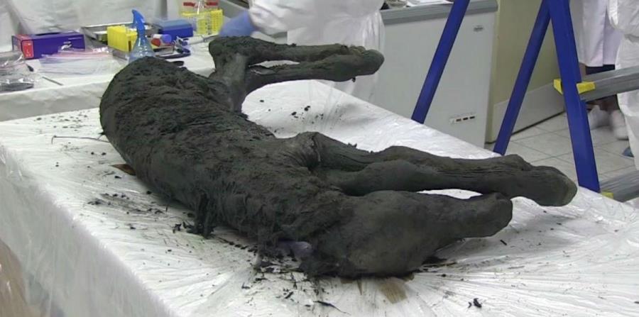 Hallan en Siberia un potro de 40,000 años de antigüedad perfectamente conservado (horizontal-x3)